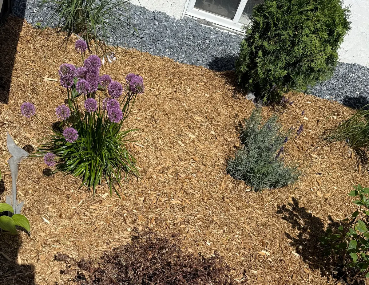 Allium in flower in a freshly mulched garden bed