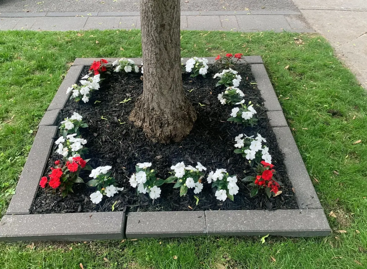 White and red flowers planted in a stone-edged square around a street tree