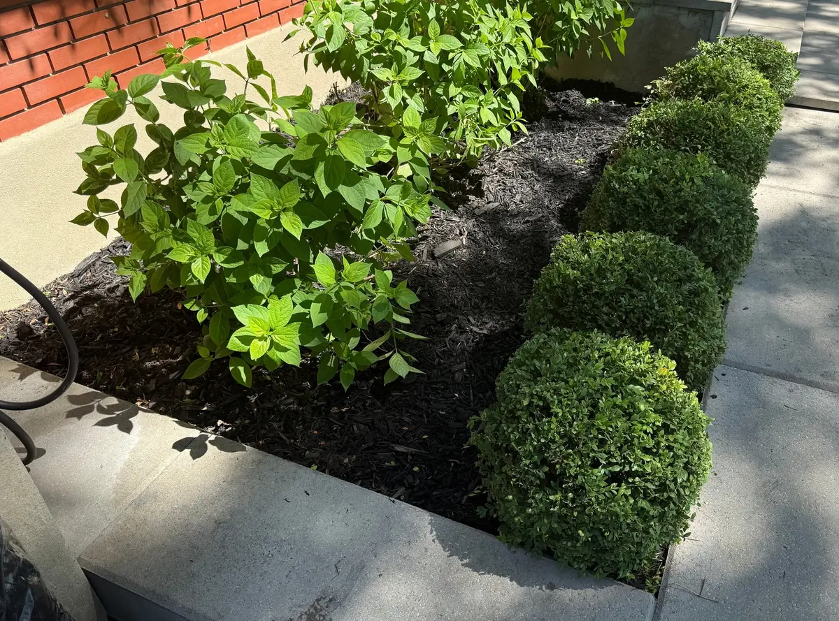 Clipped boxwood and hydrangea in a bed beside a stone walkway