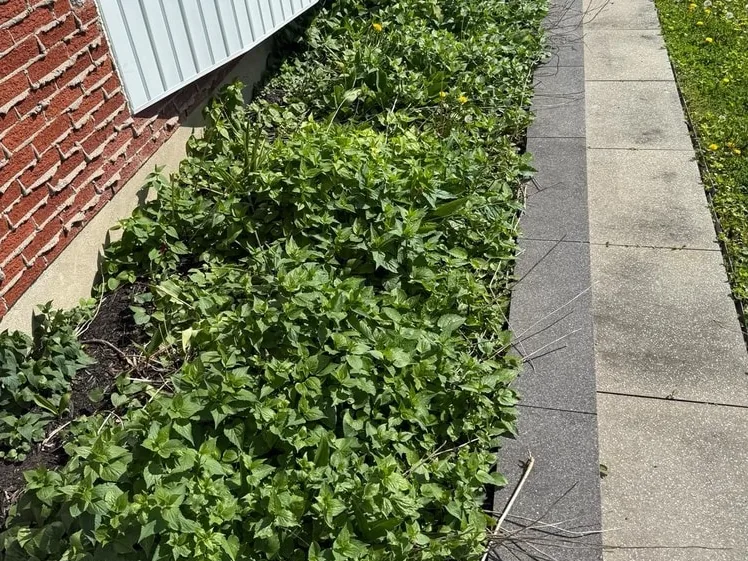 Foundation bed along a brick wall and bay window — before