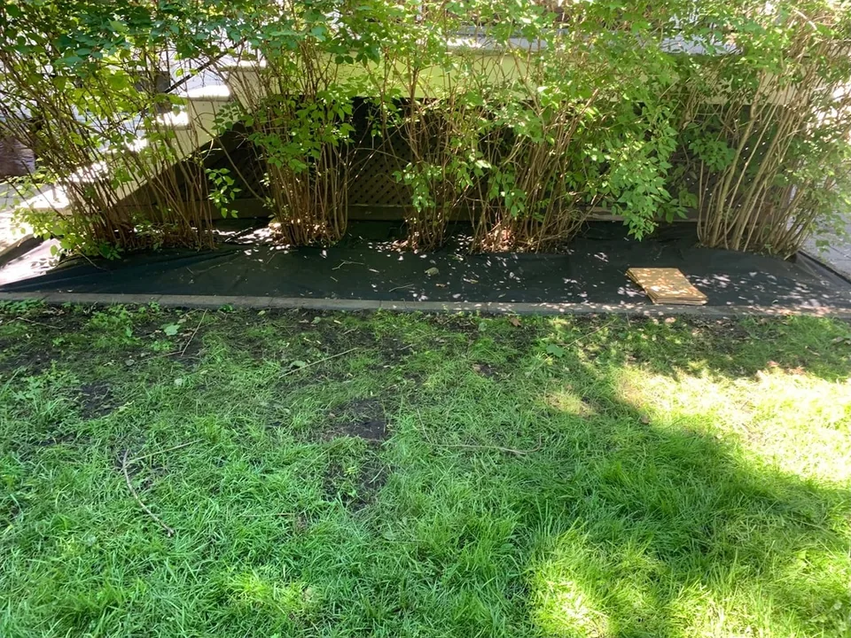 Bed under a hedge with a stone border — before